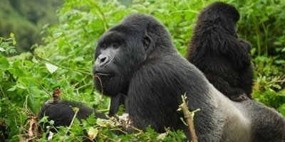 4-Day Rwanda Gorilla & Golden Monkey Trekking safari