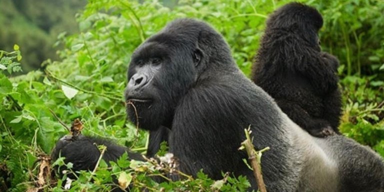 4-Day Rwanda Gorilla & Golden Monkey Trekking safari