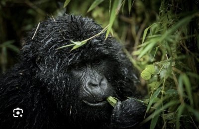 3 Days Gorilla trekking Rwanda