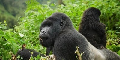 3 Days Gorilla trekking Rwanda