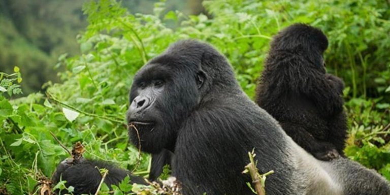 3 Days Gorilla trekking Rwanda