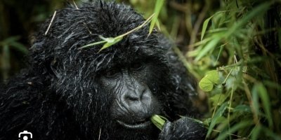 6-Day Rwanda Wildlife and Primate Tour