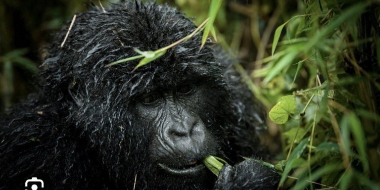 6-Day Rwanda Wildlife and Primate Tour