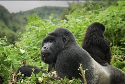 6-Day Rwanda Wildlife and Primate Tour