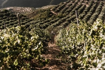 Vouves Olive Tree & Winery Tour: Ancient Roots and Cretan Wines