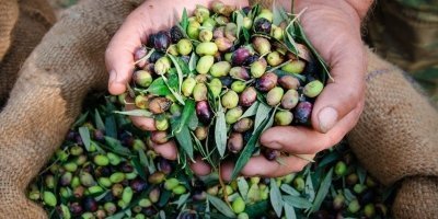 Taste of Crete: Villages, Olive Oil & Wine Safari
