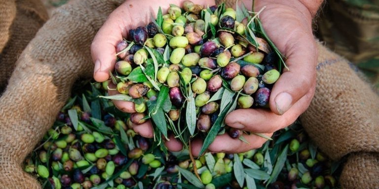 Taste of Crete: Villages, Olive Oil & Wine Safari