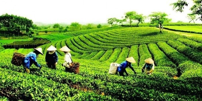 Trekking Tour | Explore Thai Nguyen - The land of tea