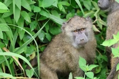 Day trip to Arusha National Park