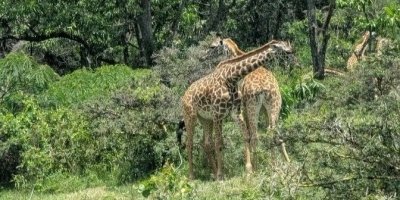Day trip to Arusha National Park