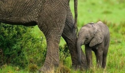 Day trip to Tarangire National Park