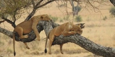 Day trip to Tarangire National Park
