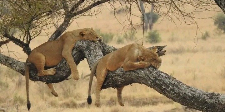 Day trip to Tarangire National Park