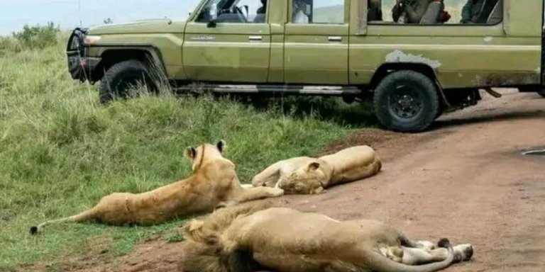 Nairobi National Park day Tour