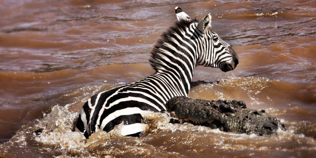 4  Days Lake  Nakuru    Masai Mara   Tour