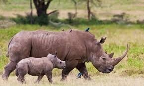 4  Days Lake  Nakuru    Masai Mara   Tour