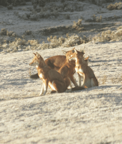 trek to the Bale Mountains
