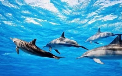 Dolphin House Snorkeling Boat Trip & Water Sports