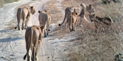 5 Days Serengeti, Ngorongoro Crater & Tarangire Safari