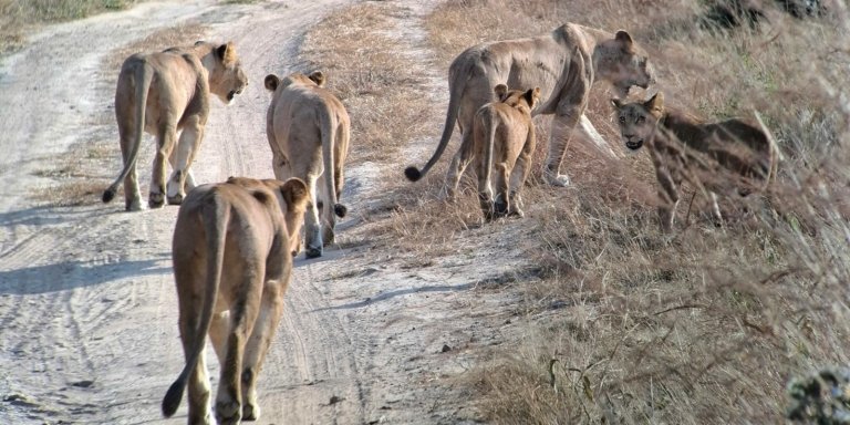 5 Days Serengeti, Ngorongoro Crater & Tarangire Safari