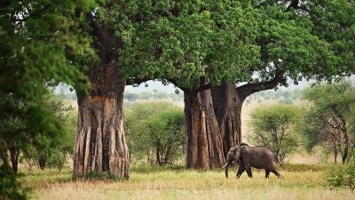 5 Days Serengeti, Ngorongoro Crater & Tarangire Safari