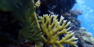 Private Double Reef Snorkeling Adventure – Ocho Rios