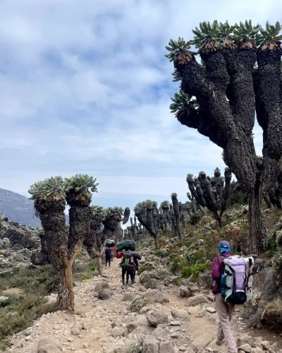 7 Days Mount Kilimanjaro Machame Route Trek .