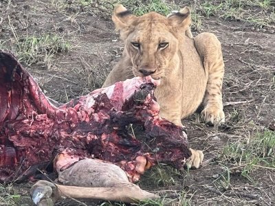 1 Days Safari to Mikumi NP By Electric Train from Dar es Salaam