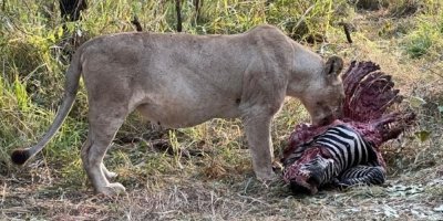 1 Days Safari to Mikumi NP By Electric Train from Dar es Salaam