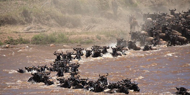 4 days Serengeti National Park Private Safari Package