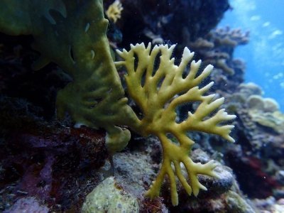Discover Scuba Diving – Montego Bay (Beginner & Certified )