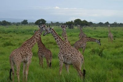 3 Days Mikumi Safari from Dar es Salaam 2026-2027