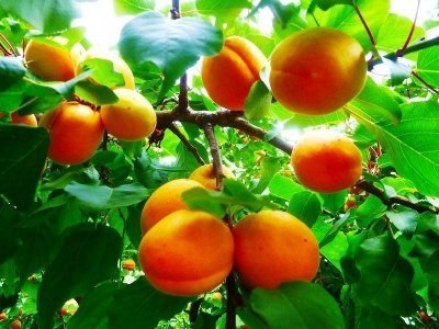 Apricot Cherry Blossom Tour  Hunza Valley