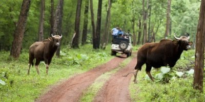 Bhubaneswar to Nagpur Tribal Heritage & Tiger Safari Tour