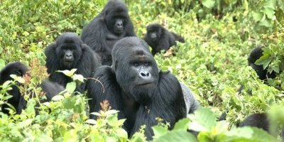 5 Days Gorillas, Wildlife & Scenic Wonders in Rwanda and Uganda