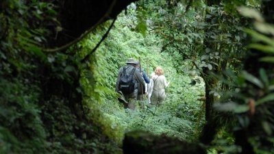 2 DAYS GORILLA TREKKING IN BWINDI NATIONAL PARK (UGANDA)