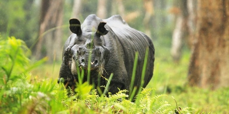 Assam Tea Estate, Rainforest & Kaziranga Safari Tour