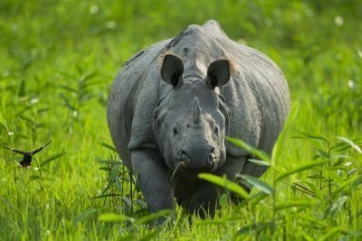 Assam Tea Estate, Rainforest & Kaziranga Safari Tour