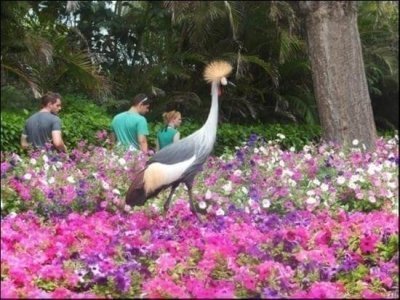 Loro Parque Tickets with Express Bus from Tenerife South Loro Parque Tickets with Express Bus from Tenerife South