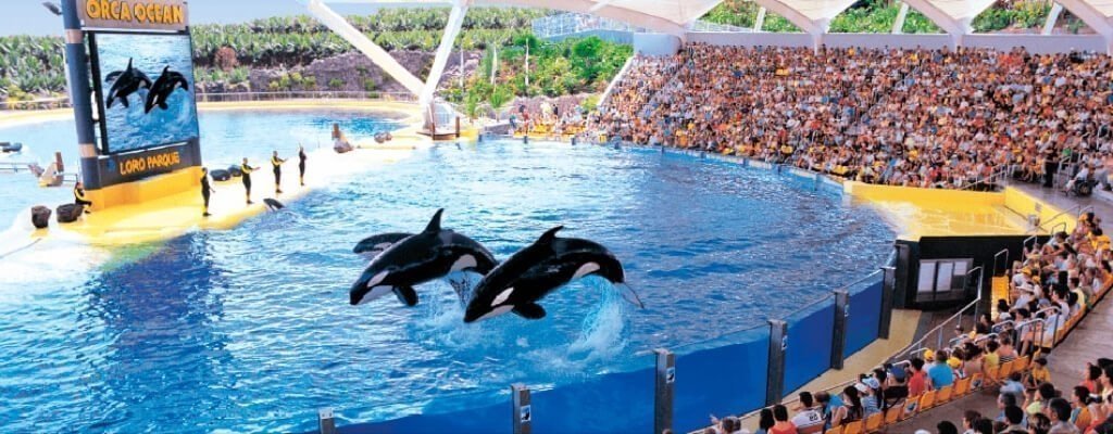 Loro Parque Tickets with Express Bus from Tenerife South