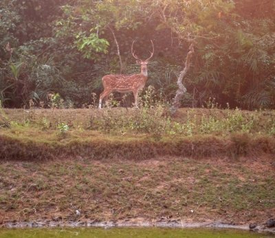 Bhubaneswar to Bhitarkanika & Similipal Wildlife Tour