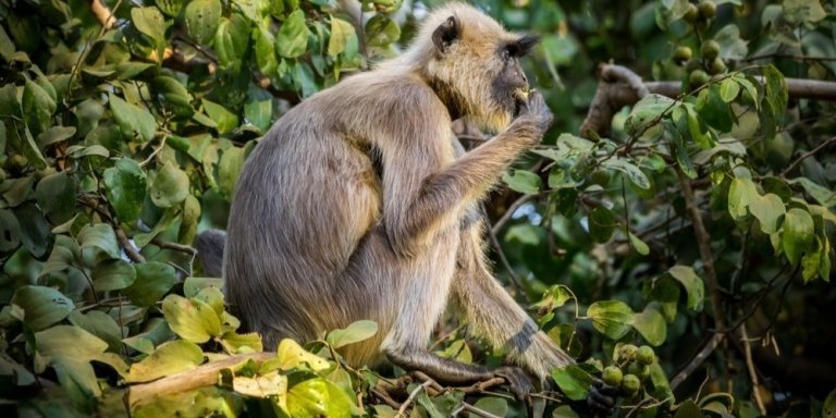 Bhopal to Satpura National Park Wildlife Tour