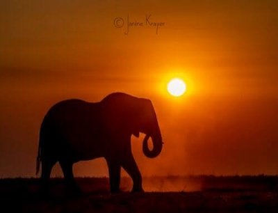 1 Day Amboseli National Park Safari from Nairobi