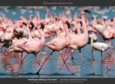 1-Day Lake Nakuru National Park Safari from Nairobi