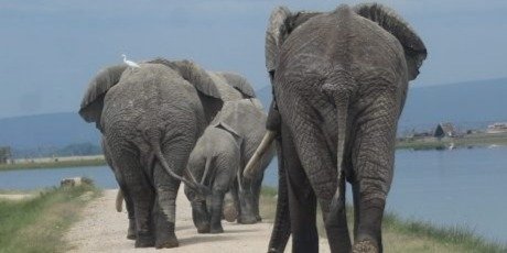 The Best of Kenya and Tanzania