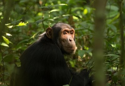 1 Day Gorilla Trekking Experience in Bwindi