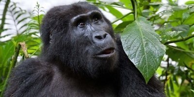 1 Day Gorilla Trekking Experience in Bwindi