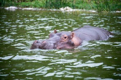 2 days queen elizabeth national park