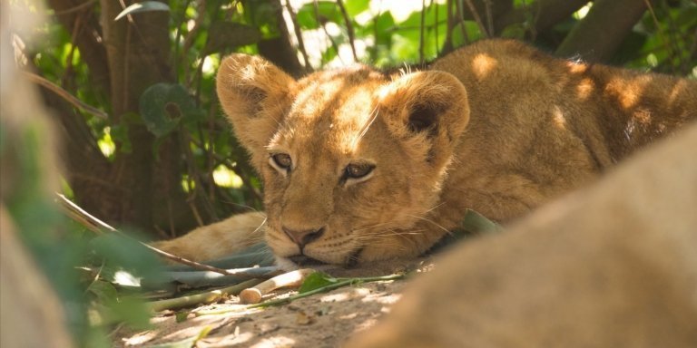 2 days queen elizabeth national park