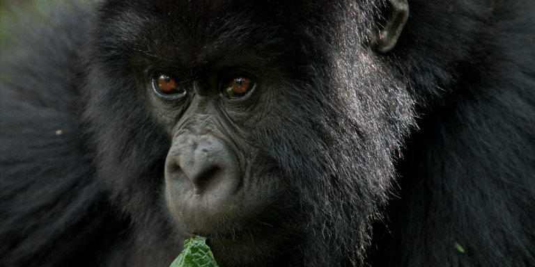 3 days fly in gorilla safari uganda